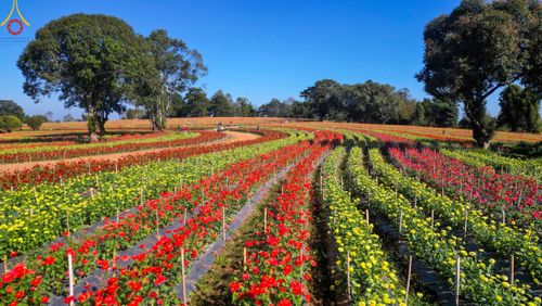 ภาพ No.104328:บรรยากาศ ทุ่งดอกทรัพย์บานชื่น ณ สวนพนาวัฒน์ อ.ฮอด จ.เชียงใหม่ ช่วงระหว่างวันที่ 20 - 25 ธันวาคม พ.ศ. 2566