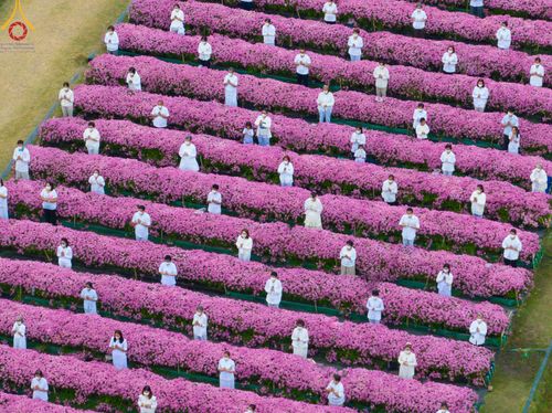 ภาพ No.104011:สาธุชนร่วมรับบุญเก็บดอกเบญจทรัพย์ ในวันอาทิตย์ที่ 24 ธันวาคม พ.ศ. 2566 ณ ทุ่งสวรรค์ตะวันฉาย บริเวณวัดพระธรรมกาย จ.ปทุมธานี