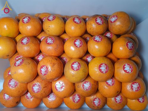 ภาพ No.201500:พิธีถวายภัตตาหารเป็นสังฆทาน แด่พระธรรมยาตรา ณ อนุสรณ์สถานบางปลา วัดบางปลา อำเภอบางเลน จังหวัดนครปฐม ในโครงการธรรมยาตรา กตัญญูบูชา มหาปูชนียาจารย์ พระมงคลเทพมุนี(สด จนฺทสโร) พระผู้ปราบมาร อนุสรณ์สถาน 7 แห่ง ปีที่ 13 วันที่ 25 มกราคม พ.ศ. 2568