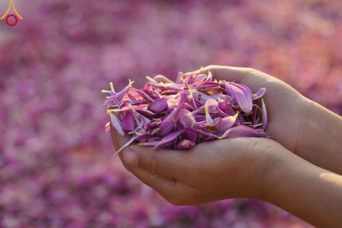 ภาพ No.107928:พิธีต้อนรับพระธรรมยาตรา ในโครงการธรรมยาตรากตัญญูบูชา มหาปูชนียาจารย์ พระมงคลเทพมุนี(สด จนฺทสโร) พระผู้ปราบมาร อนุสรณ์สถาน 7 แห่ง ปีที่ 12 วันที่ 7 มกราคม พ.ศ. 2567 ณ อนุสรณ์สถานคลองบางนางแท่น  อ.สามพราน จ.นครปฐม