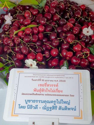 ภาพ No.196983:พิธีถวายภัตตาหารเป็นสังฆทาน แด่พระธรรมยาตรา ณ วัดโบสถ์(บน) ตำบลบางคูเวียง อำเภอบางกรวย จังหวัดนนทบุรี ในโครงการธรรมยาตรา กตัญญูบูชา มหาปูชนียาจารย์ พระมงคลเทพมุนี(สด จนฺทสโร) พระผู้ปราบมาร อนุสรณ์สถาน 7 แห่ง ปีที่ 13 วันที่ 18 มกราคม พ.ศ. 2568