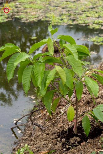 ภาพ No.238605:วันอาทิตย์ที่ 17 สิงหาคม พ.ศ. 2568 พิธีทอดผ้าป่าบำรุงศูนย์อบรมเยาวชนนครปฐม ครบรอบ 14 ปี และพิธีปลูกต้นไม้รอบสระเศรษฐี ณ ศูนย์อบรมเยาวชนนครปฐม