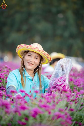 ภาพ No.186258:จิตอาสาอนุรักษ์สิ่งแวดล้อม รับบุญเก็บดอกเบญจทรัพย์ เพื่องานต้อนรับพระธรรมยาตรา ณ "ทุ่งสวรรค์ ตะวันฉาย" วัดพระธรรมกาบ วันที่ 22 ธันวาคม พ.ศ. 2567