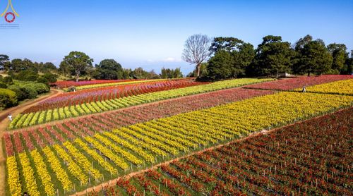 ภาพ No.188281:บรรยากาศ ทุ่งสวรรค์หรรษาพนาวัฒน์ ณ สวนพนาวัฒน์ อ.ฮอด จ.เชียงใหม่ เปิดให้เข้าชมฟรี ระหว่างวันที่ 28 ธันวาคม พ.ศ. 2567 ถึง วันที่ 3 มกราคม พ.ศ. 2568 เวลา 08.00-17.00 น.