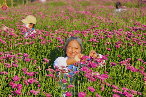 ภาพ No.102885:สาธุชนร่วมรับบุญเก็บดอกเบญจทรัพย์ ในวันที่ 19 ธันวาคม พ.ศ. 2566 (วันแรก) ณ บริเวณวัดพระธรรมกาย จ.ปทุมธานี