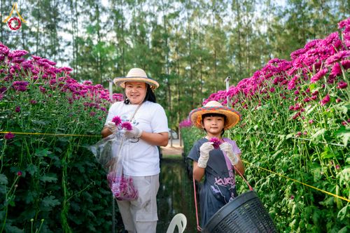 ภาพ No.285339:วันพุธที่ 10 ธันวาคม พ.ศ.2568  การเตรียมความพร้อมในโครงการธรรมยาตรา กตัญญูบูชา มหาปูชนียาจารย์ พระมงคลเทพมุนี(สด จนฺทสโร) พระผู้ปราบมาร อนุสรณ์สถาน 7 แห่ง ปีที่ 14 เก็บดอกเบญจทรัพย์ ณ วัดพระธรรมกาย
