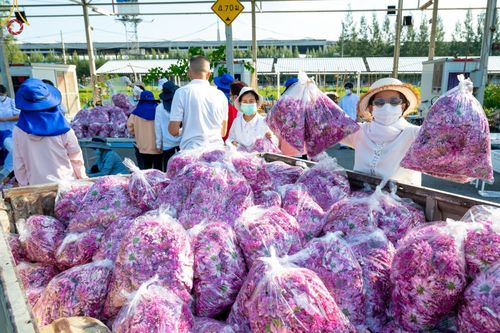 ภาพ No.66657:สาธุชนรับบุญตัดดอกทรัพย์บานชื่น ระหว่างวันที่ 9-10 ธันวาคม พ.ศ. 2565 ณ วัดพระธรรมกาย