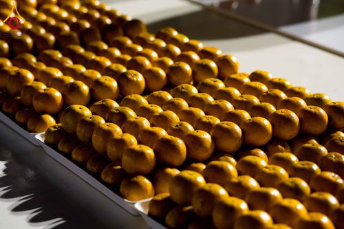 ภาพ No.294758:วันที่ 15 มกราคม พ.ศ. 2569 พิธีถวายภัตตาหารเป็นสังฆทาน แด่พระธรรมยาตรา ณ วัดโบสถ์บน ต.บางคูเวียง จ.นนทบุรี อนุสรณ์สถานลำดับที่ 4 สถานที่เกิดด้วยกายธรรม ในโครงการธรรมยาตรา กตัญญูบูชา มหาปูชนียาจารย์ พระมงคลเทพมุนี(สด จนฺทสโร) พระผู้ปราบมาร อนุสรณ์สถาน 7 แ