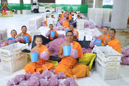 ภาพ No.303247:วันที่ 15-21 มกราคม พ.ศ.2569 ปลิดกลีบดอกเบญจทรัพย์ เพื่อโปรยต้อนรับพระธรรมยาตรา ในโครงการธรรมยาตรา กตัญญูบูชา มหาปูชนียาจารย์ พระมงคลเทพมุนี(สด จนฺทสโร) พระผู้ปราบมาร อนุสรณ์สถาน 7 แห่ง ปีที่ 14 ณ วิหารคด วัดพระธรรมกาย