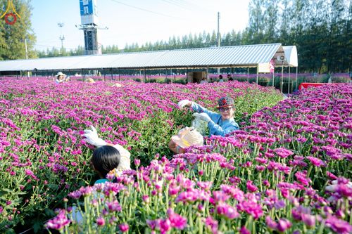 ภาพ No.186297:จิตอาสาอนุรักษ์สิ่งแวดล้อม รับบุญเก็บดอกเบญจทรัพย์ เพื่องานต้อนรับพระธรรมยาตรา ณ "ทุ่งสวรรค์ ตะวันฉาย" วัดพระธรรมกาบ วันที่ 22 ธันวาคม พ.ศ. 2567