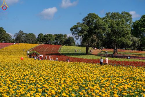 ภาพ No.188320:บรรยากาศ ทุ่งสวรรค์หรรษาพนาวัฒน์ ณ สวนพนาวัฒน์ อ.ฮอด จ.เชียงใหม่ เปิดให้เข้าชมฟรี ระหว่างวันที่ 28 ธันวาคม พ.ศ. 2567 ถึง วันที่ 3 มกราคม พ.ศ. 2568 เวลา 08.00-17.00 น.