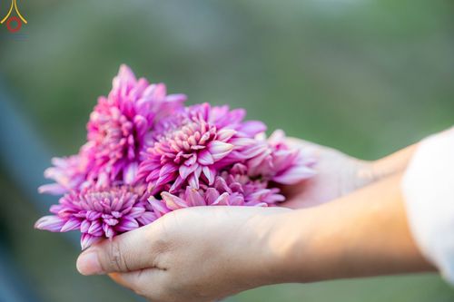 ภาพ No.102924:สาธุชนร่วมรับบุญเก็บดอกเบญจทรัพย์ ในวันที่ 19 ธันวาคม พ.ศ. 2566 (วันแรก) ณ บริเวณวัดพระธรรมกาย จ.ปทุมธานี