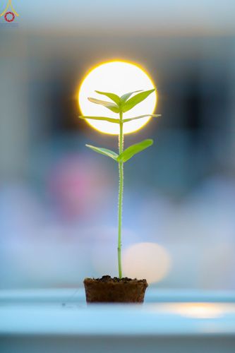 ภาพ No.90174:พิธีปลูกทรัพย์บานชื่น  เนื่องใน 139 ปี วันคล้ายวันเกิดด้วยรูปกายเนื้อ พระมงคลเทพมุนี (สด จนฺทสโร) พระผู้ปราบมาร วันอังคารที่ 10 ตุลาคม พ.ศ. 2566 ณ วัดพระธรรมกาย จ.ปทุมธานี