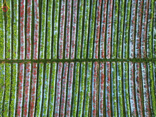 ภาพ No.104290:บรรยากาศ ทุ่งดอกทรัพย์บานชื่น ณ สวนพนาวัฒน์ อ.ฮอด จ.เชียงใหม่ ช่วงระหว่างวันที่ 20 - 25 ธันวาคม พ.ศ. 2566