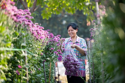 ภาพ No.102878:สาธุชนร่วมรับบุญเก็บดอกเบญจทรัพย์ ในวันที่ 19 ธันวาคม พ.ศ. 2566 (วันแรก) ณ บริเวณวัดพระธรรมกาย จ.ปทุมธานี