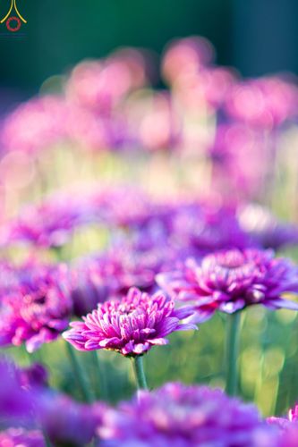 ภาพ No.103973:สาธุชนร่วมรับบุญเก็บดอกเบญจทรัพย์ ในวันอาทิตย์ที่ 24 ธันวาคม พ.ศ. 2566 ณ ทุ่งสวรรค์ตะวันฉาย บริเวณวัดพระธรรมกาย จ.ปทุมธานี