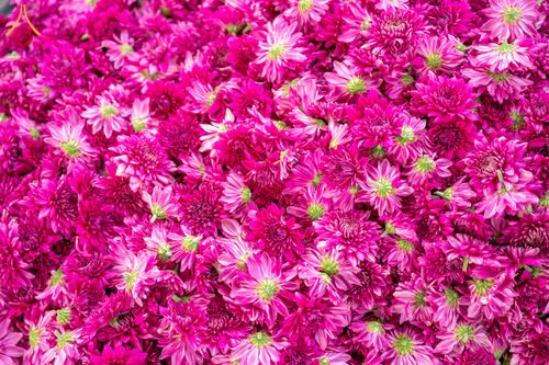 ภาพ No.285348:วันพุธที่ 10 ธันวาคม พ.ศ.2568  การเตรียมความพร้อมในโครงการธรรมยาตรา กตัญญูบูชา มหาปูชนียาจารย์ พระมงคลเทพมุนี(สด จนฺทสโร) พระผู้ปราบมาร อนุสรณ์สถาน 7 แห่ง ปีที่ 14 เก็บดอกเบญจทรัพย์ ณ วัดพระธรรมกาย