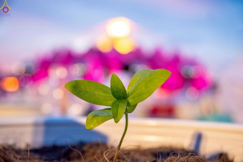 ภาพ No.253062:วันที่ 10 ตุลาคม พ.ศ. 2568 พิธีปลูกต้นทรัพย์บานชื่น ณ ลานธรรม วัดพระธรรมกาย