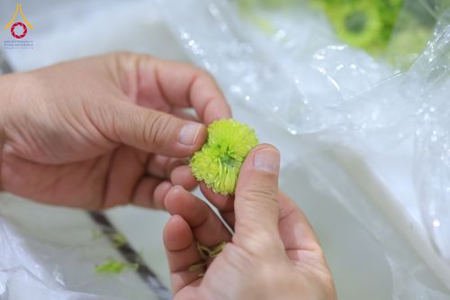 ภาพ No.303262:วันที่ 15-21 มกราคม พ.ศ.2569 ปลิดกลีบดอกเบญจทรัพย์ เพื่อโปรยต้อนรับพระธรรมยาตรา ในโครงการธรรมยาตรา กตัญญูบูชา มหาปูชนียาจารย์ พระมงคลเทพมุนี(สด จนฺทสโร) พระผู้ปราบมาร อนุสรณ์สถาน 7 แห่ง ปีที่ 14 ณ วิหารคด วัดพระธรรมกาย