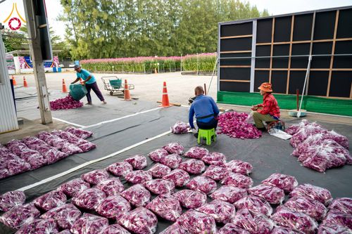 ภาพ No.285350:วันพุธที่ 10 ธันวาคม พ.ศ.2568  การเตรียมความพร้อมในโครงการธรรมยาตรา กตัญญูบูชา มหาปูชนียาจารย์ พระมงคลเทพมุนี(สด จนฺทสโร) พระผู้ปราบมาร อนุสรณ์สถาน 7 แห่ง ปีที่ 14 เก็บดอกเบญจทรัพย์ ณ วัดพระธรรมกาย