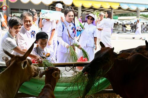 ภาพ No.148742:พิธีบุพเปตพลี, พิธีทอดผ้าป่า, พิธีไถ่ชีวิตโค 80 ตัว ให้ชีวิตสัตว์เป็นทาน ณ ศูนย์ปฎิบัติธรรมภาคใต้ อ.บางกล่ำ จ.สงขลา วันเสาร์ที่ 10 สิงหาคม พ.ศ. 2567