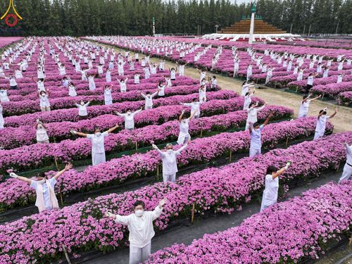 ภาพ No.104035:สาธุชนร่วมรับบุญเก็บดอกเบญจทรัพย์ ในวันอาทิตย์ที่ 24 ธันวาคม พ.ศ. 2566 ณ ทุ่งสวรรค์ตะวันฉาย บริเวณวัดพระธรรมกาย จ.ปทุมธานี