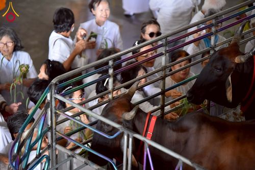 ภาพ No.238116:วันอังคารที่ 12 สิงหาคม พ.ศ. 2568 กิจกรรมวันแม่แห่งชาติ พิธีเปิดห้องปฎิบัติธรรม "กลางใส ใจสว่าง" (World Inner Peace Meditation Room) พิธีลูกกราบคุณแม่-คุณพ่อ พิธีทอดผ้าป่ากองทุนเลี้ยงพระ&กฐิน 30,000 วัด(บูชาธรรมหลวงพ่อ) พิธีไถ่โคท้อง 2 ตัว  ณ วิหารคด 2 ว