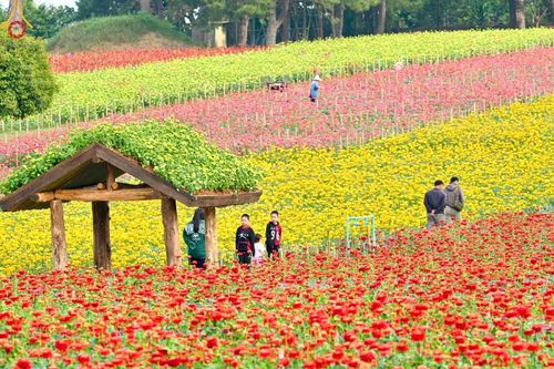 ภาพ No.188336:บรรยากาศ ทุ่งสวรรค์หรรษาพนาวัฒน์ ณ สวนพนาวัฒน์ อ.ฮอด จ.เชียงใหม่ เปิดให้เข้าชมฟรี ระหว่างวันที่ 28 ธันวาคม พ.ศ. 2567 ถึง วันที่ 3 มกราคม พ.ศ. 2568 เวลา 08.00-17.00 น.