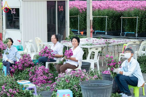 ภาพ No.279409:วันที่ 19-26 ธันวาคม พ.ศ. 2568 และ วันที่ 1 มกราคม พ.ศ.2569 รับบุญปลิดกลีบดอกไม้ เพื่อโปรยต้อนรับพระธรรมยาตรา