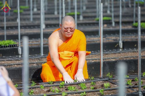 ภาพ No.346763:วันอาทิตย์ที่ 30 สิงหาคม พ.ศ.2569 การปักชำต้นกล้าเบญจทรัพย์ เพื่อเตรียมดอกไม้บูชาธรรม พระเดชพระคุณหลวงปู่ และโปรยต้อนรับพระธรรมยาตรา ปีที่ 15 ณ แปลงปลูก B ปทุมเจดีย์ วัดพระธรรมกาย