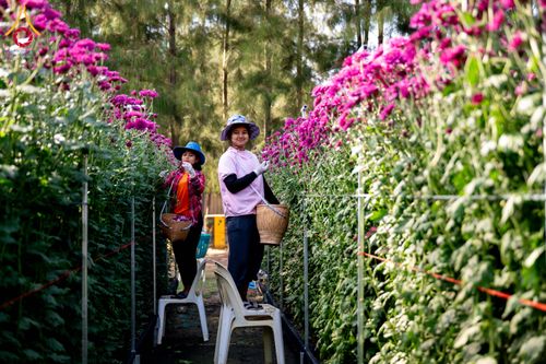 ภาพ No.285322:วันพุธที่ 10 ธันวาคม พ.ศ.2568  การเตรียมความพร้อมในโครงการธรรมยาตรา กตัญญูบูชา มหาปูชนียาจารย์ พระมงคลเทพมุนี(สด จนฺทสโร) พระผู้ปราบมาร อนุสรณ์สถาน 7 แห่ง ปีที่ 14 เก็บดอกเบญจทรัพย์ ณ วัดพระธรรมกาย