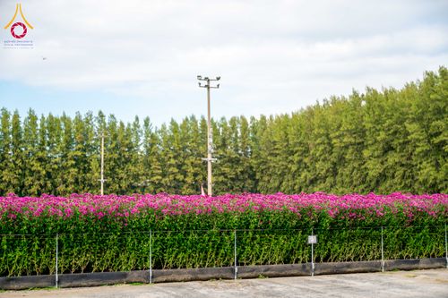 ภาพ No.285353:วันพุธที่ 10 ธันวาคม พ.ศ.2568  การเตรียมความพร้อมในโครงการธรรมยาตรา กตัญญูบูชา มหาปูชนียาจารย์ พระมงคลเทพมุนี(สด จนฺทสโร) พระผู้ปราบมาร อนุสรณ์สถาน 7 แห่ง ปีที่ 14 เก็บดอกเบญจทรัพย์ ณ วัดพระธรรมกาย