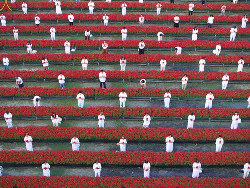 ภาพ No.280943:วันที่ 28 ธันวาคม พ.ศ.2568 กิจกรรมเก็บดอกแพงรวย ณ ทุ่งสวรรค์ตะวันฉาย วัดพระธรรมกาย