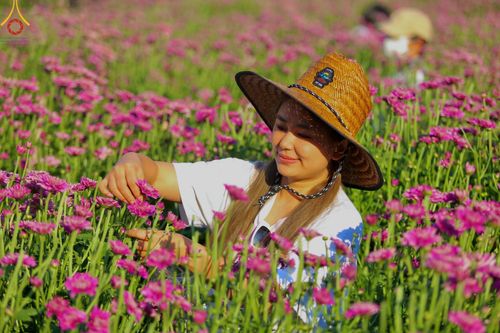 ภาพ No.102884:สาธุชนร่วมรับบุญเก็บดอกเบญจทรัพย์ ในวันที่ 19 ธันวาคม พ.ศ. 2566 (วันแรก) ณ บริเวณวัดพระธรรมกาย จ.ปทุมธานี