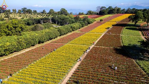 ภาพ No.188280:บรรยากาศ ทุ่งสวรรค์หรรษาพนาวัฒน์ ณ สวนพนาวัฒน์ อ.ฮอด จ.เชียงใหม่ เปิดให้เข้าชมฟรี ระหว่างวันที่ 28 ธันวาคม พ.ศ. 2567 ถึง วันที่ 3 มกราคม พ.ศ. 2568 เวลา 08.00-17.00 น.