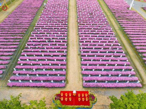 ภาพ No.104003:สาธุชนร่วมรับบุญเก็บดอกเบญจทรัพย์ ในวันอาทิตย์ที่ 24 ธันวาคม พ.ศ. 2566 ณ ทุ่งสวรรค์ตะวันฉาย บริเวณวัดพระธรรมกาย จ.ปทุมธานี