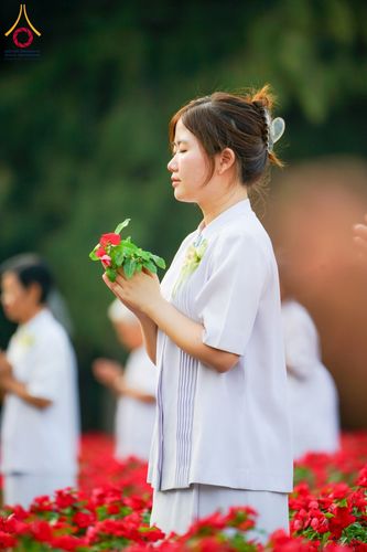 ภาพ No.185453:กิจกรรมเก็บดอกแพงรวย วันอาทิตย์ที่ 22 ธันวาคม พ.ศ. 2567 ณ ทุ่งสวรรค์ ตะวันฉาย วัดพระธรรมกาย