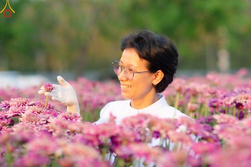 ภาพ No.102908:สาธุชนร่วมรับบุญเก็บดอกเบญจทรัพย์ ในวันที่ 19 ธันวาคม พ.ศ. 2566 (วันแรก) ณ บริเวณวัดพระธรรมกาย จ.ปทุมธานี