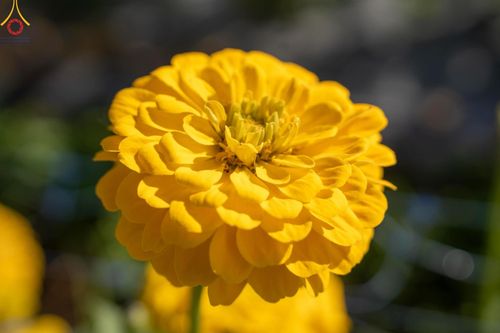 ภาพ No.188304:บรรยากาศ ทุ่งสวรรค์หรรษาพนาวัฒน์ ณ สวนพนาวัฒน์ อ.ฮอด จ.เชียงใหม่ เปิดให้เข้าชมฟรี ระหว่างวันที่ 28 ธันวาคม พ.ศ. 2567 ถึง วันที่ 3 มกราคม พ.ศ. 2568 เวลา 08.00-17.00 น.