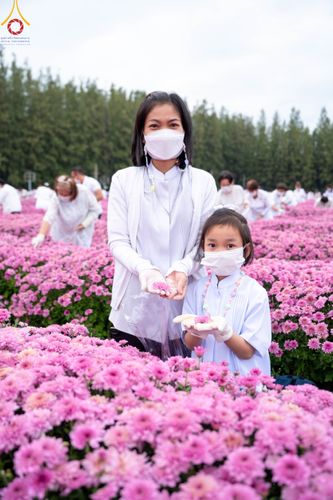 ภาพ No.104028:สาธุชนร่วมรับบุญเก็บดอกเบญจทรัพย์ ในวันอาทิตย์ที่ 24 ธันวาคม พ.ศ. 2566 ณ ทุ่งสวรรค์ตะวันฉาย บริเวณวัดพระธรรมกาย จ.ปทุมธานี