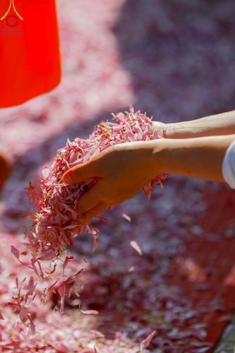 ภาพ No.107873:พิธีต้อนรับพระธรรมยาตรา ในโครงการธรรมยาตรากตัญญูบูชา มหาปูชนียาจารย์ พระมงคลเทพมุนี(สด จนฺทสโร) พระผู้ปราบมาร อนุสรณ์สถาน 7 แห่ง ปีที่ 12 วันที่ 7 มกราคม พ.ศ. 2567 ณ อนุสรณ์สถานคลองบางนางแท่น  อ.สามพราน จ.นครปฐม