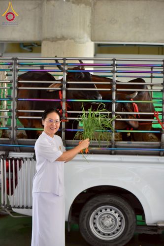 ภาพ No.238118:วันอังคารที่ 12 สิงหาคม พ.ศ. 2568 กิจกรรมวันแม่แห่งชาติ พิธีเปิดห้องปฎิบัติธรรม "กลางใส ใจสว่าง" (World Inner Peace Meditation Room) พิธีลูกกราบคุณแม่-คุณพ่อ พิธีทอดผ้าป่ากองทุนเลี้ยงพระ&กฐิน 30,000 วัด(บูชาธรรมหลวงพ่อ) พิธีไถ่โคท้อง 2 ตัว  ณ วิหารคด 2 ว