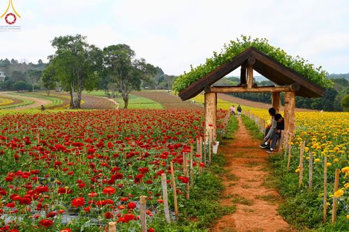 ภาพ No.188338:บรรยากาศ ทุ่งสวรรค์หรรษาพนาวัฒน์ ณ สวนพนาวัฒน์ อ.ฮอด จ.เชียงใหม่ เปิดให้เข้าชมฟรี ระหว่างวันที่ 28 ธันวาคม พ.ศ. 2567 ถึง วันที่ 3 มกราคม พ.ศ. 2568 เวลา 08.00-17.00 น.