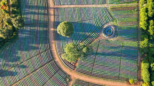 ภาพ No.104302:บรรยากาศ ทุ่งดอกทรัพย์บานชื่น ณ สวนพนาวัฒน์ อ.ฮอด จ.เชียงใหม่ ช่วงระหว่างวันที่ 20 - 25 ธันวาคม พ.ศ. 2566