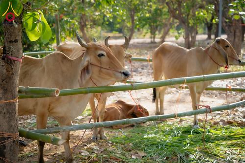 ภาพ No.210636:วันพฤหัสบดีที่ 13 มีนาคม พ.ศ. 2568  สมโภชพระประธานอุโบสถวัดป่าอุบลแก้ว จังหวัดอุบลราชธานี