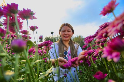 ภาพ No.102890:สาธุชนร่วมรับบุญเก็บดอกเบญจทรัพย์ ในวันที่ 19 ธันวาคม พ.ศ. 2566 (วันแรก) ณ บริเวณวัดพระธรรมกาย จ.ปทุมธานี