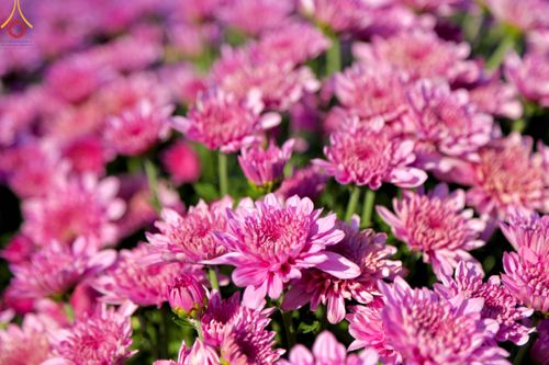 ภาพ No.103985:สาธุชนร่วมรับบุญเก็บดอกเบญจทรัพย์ ในวันอาทิตย์ที่ 24 ธันวาคม พ.ศ. 2566 ณ ทุ่งสวรรค์ตะวันฉาย บริเวณวัดพระธรรมกาย จ.ปทุมธานี