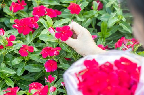 ภาพ No.281012:วันที่ 28 ธันวาคม พ.ศ.2568 กิจกรรมเก็บดอกแพงรวย ณ ทุ่งสวรรค์ตะวันฉาย วัดพระธรรมกาย