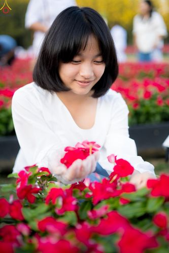 ภาพ No.281025:วันที่ 28 ธันวาคม พ.ศ.2568 กิจกรรมเก็บดอกแพงรวย ณ ทุ่งสวรรค์ตะวันฉาย วัดพระธรรมกาย