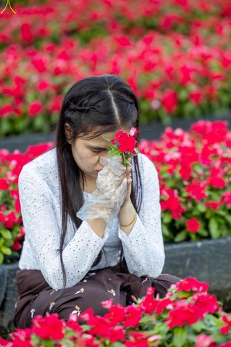 ภาพ No.280914:วันที่ 28 ธันวาคม พ.ศ.2568 กิจกรรมเก็บดอกแพงรวย ณ ทุ่งสวรรค์ตะวันฉาย วัดพระธรรมกาย